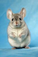 Very cute baby Chinchilla in nature, national geography, Wide life animals. AI Generated. photo
