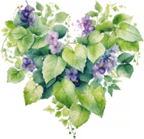 Patchouli or Pogostemon cablini essential heart background. Hand drawn watercolor illustration isolated on white background png