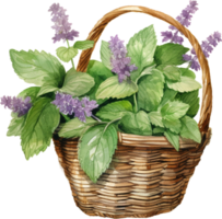 Patchouli or Pogostemon cablini in basket Hand drawn watercolor illustration isolated on white background png