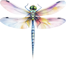 Watercolor colorful dragonfly isolated on white background. Vintage style illustration png