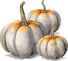 acquerello floreale zucca composizione. mano dipinto pastello bianca zucca con ruggine bruciato arancia, bianca fiori e asciutto autunno fogliame, isolato su bianca sfondo. ringraziamento giorno carta. png