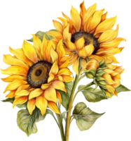 Watercolor sunflower hand painted illustration, perfect for wedding invitation, greeting card, fabric, textile, wallpaper, ceramics, branding, web design png