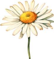 vattenfärg tusensköna, hand målad blommig illustration, vit blommor isolerat på en vit bakgrund. png