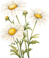 Watercolor daisy, hand painted floral illustration, white flowers isolated on a white background. png