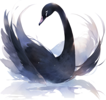 Black Swan watercolor illustration on white background. Hand drawn illustration png