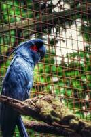 Kakak tua raja or Probosciger aterrimus or The palm cockatoo, also known as the goliath cockatoo or great black cockatoo, is a large smoky grey or black parrot of the cockatoo family photo