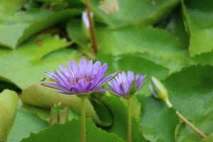 Lotus flower in Ancient City or Muang Boran Thailand. The scientific name for this water lily is Nymphaeaceae. The lotus is also used as a symbol of life which represents purity photo