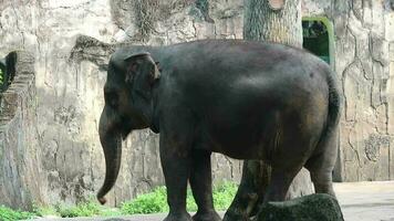 This is video of Sumatran elephant Elephas maximus sumatranus in the Wildlife Park or Zoo in Ragunan, Jakarta.