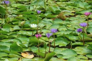 Lotus flower in Ancient City or Muang Boran Thailand. The scientific name for this water lily is Nymphaeaceae. The lotus is also used as a symbol of life which represents purity photo