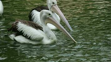 ondansen of pelikanen zijn water vogelstand dat hebben een etui onder hun bek. haar wetenschappelijk naam is pelecanus onocrotalus. heel mooi met wit kleur. een van de populair dieren in ragunaan. video