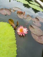Lotus flower in Ancient City or Muang Boran Thailand. The scientific name for this water lily is Nymphaeaceae. The lotus is also used as a symbol of life which represents purity photo