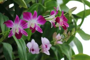 Dendrobium bigibbum Cooktown Orchid or mauve butterfly orchid, is an epiphytic or lithophytic orchid in the family Orchidaceae. photo