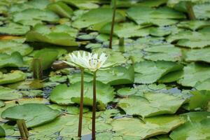 Lotus flower in Ancient City or Muang Boran Thailand. The scientific name for this water lily is Nymphaeaceae. The lotus is also used as a symbol of life which represents purity photo