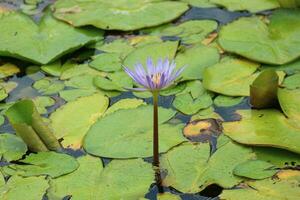 loto flor en antiguo ciudad o muang boran tailandia el científico nombre para esta agua lirio es ninfeáceas. el loto es además usado como un símbolo de vida cuales representa pureza foto