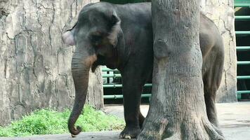 Questo è video di Sumatra elefante elefa maximus sumatrano nel il natura parco o zoo nel ragunano, Giacarta.