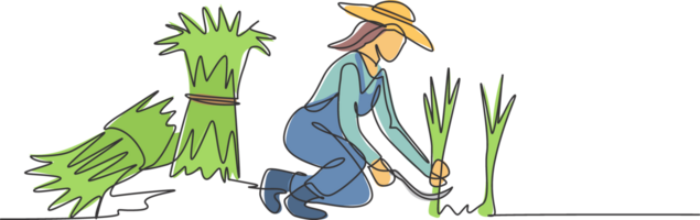 Single continuous line drawing young female farmer was harvesting rice and there was also rice that had been tied up. Farming minimalism concept. One line draw graphic design illustration. png