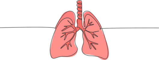 uno continuo línea dibujo de anatómico humano livianos Organo. dinámica médico interno anatomía concepto. soltero línea dibujar gráfico diseño ilustración png