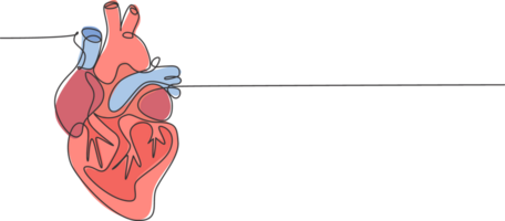 uno continuo línea dibujo de anatómico humano corazón Organo. médico interno anatomía concepto. moderno soltero línea dibujar de moda diseño ilustración png