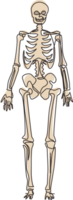 kontinuerlig ett linje teckning mänsklig skelett bild, användbar för skapande medicinsk och vetenskaplig material. anatomi, medicin och biologi begrepp. enda linje dra design grafisk illustration png