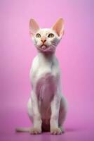 Very cute Devon Rex in nature, national geography, Wide life animals. AI Generated. photo