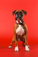 Very cute puppy Boxer in nature, national geography, Wide life animals. AI Generated. photo