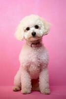 Very cute Poodle in nature, national geography, Wide life animals. AI Generated. photo