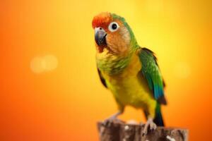 Very cute Conure, full body in nature, national geography, Wide life animals. AI Generated. photo