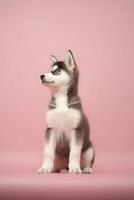 Very cute puppy Siberian Husky in nature, national geography, Wide life animals. AI Generated. photo