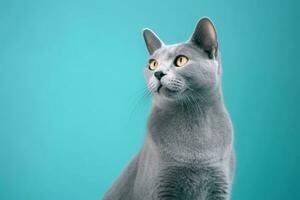 Cute Russian blue in nature, national geography, Wide life animals. AI Generated. photo