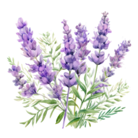 Watercolor lavender background png