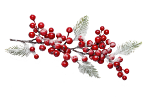Pine branch with berries isolated png