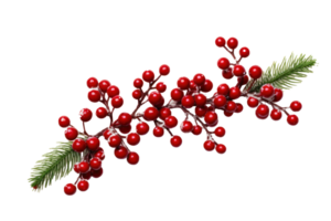 Pine branch with berries isolated png