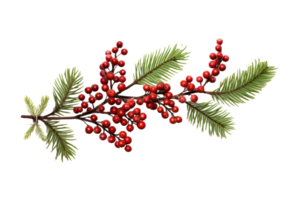 Pine branch with berries isolated png