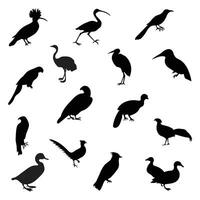 conjunto de aves silueta. vector