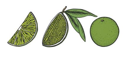 Set of lime. Slice, half, whole lime illustration isolated on white background vector