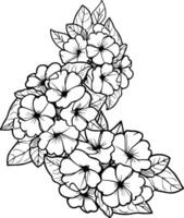 Delicate primrose tattoo. Primrose vector illustration, beautiful Preciosa flower bouquet, hand-drawn coloring pages and book of artistic, blossom flowers primrose, isolated on a white background.