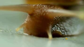 Snail gliding on the wet stone. Large white mollusk snails with light brown striped shell video