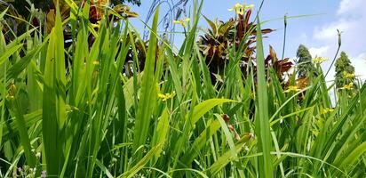picture of beautiful Green grass for your multimedia content creation, good for digital card and web design photo