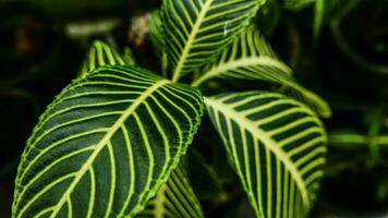 imagen de hojas desde un planta llamado afelandra squarrosa nees, desde el género de acanthaceae, o además conocido como cebra planta foto