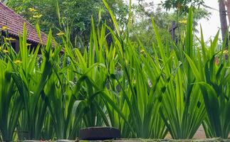 picture of beautiful Green grass for your multimedia content creation, good for digital card and web design photo