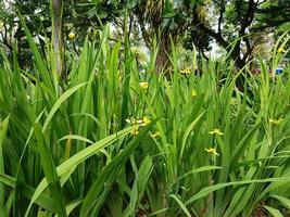 picture of beautiful Green grass for your multimedia content creation, good for digital card and web design photo