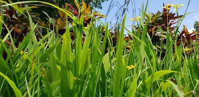 picture of beautiful Green grass for your multimedia content creation, good for digital card and web design photo