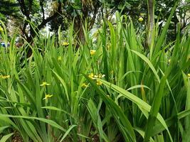 picture of beautiful Green grass for your multimedia content creation, good for digital card and web design photo