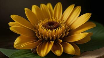 set of yellow flowers, sunflowers with leaves, botanical picture, floral design for digital content photo