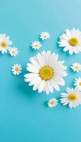 daisy flowers with light blue paper background good for multimedia digital content creation photo