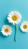 daisy flowers with light blue paper background good for multimedia digital content creation photo