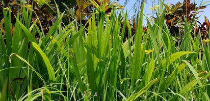 picture of beautiful Green grass for your multimedia content creation, good for digital card and web design photo