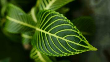 imagen de hojas desde un planta llamado afelandra squarrosa nees, desde el género de acanthaceae, o además conocido como cebra planta foto