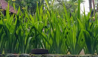 picture of beautiful Green grass for your multimedia content creation, good for digital card and web design photo