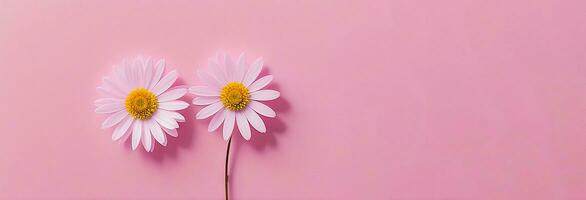 daisy flowers with light blue paper background good for multimedia digital content creation, artistic background photo